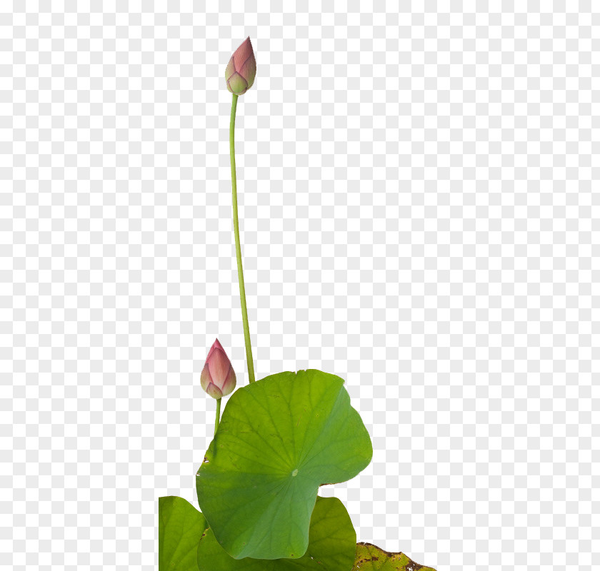 Lotus Paper Painting Photography Art PNG