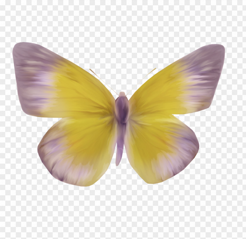 Mystique Butterfly Moth Clip Art PNG