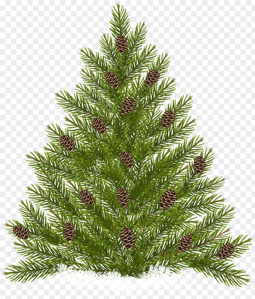 Pine Tree With Cones Transparent Clip Art Raster Graphics PNG