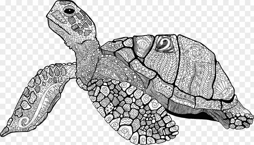 Turtle Sea Drawing Line Art Shell PNG