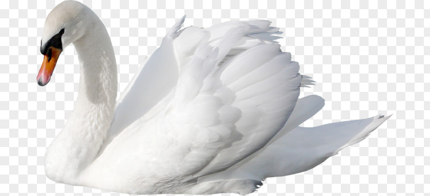 Cisne Cygnini Clip Art PNG