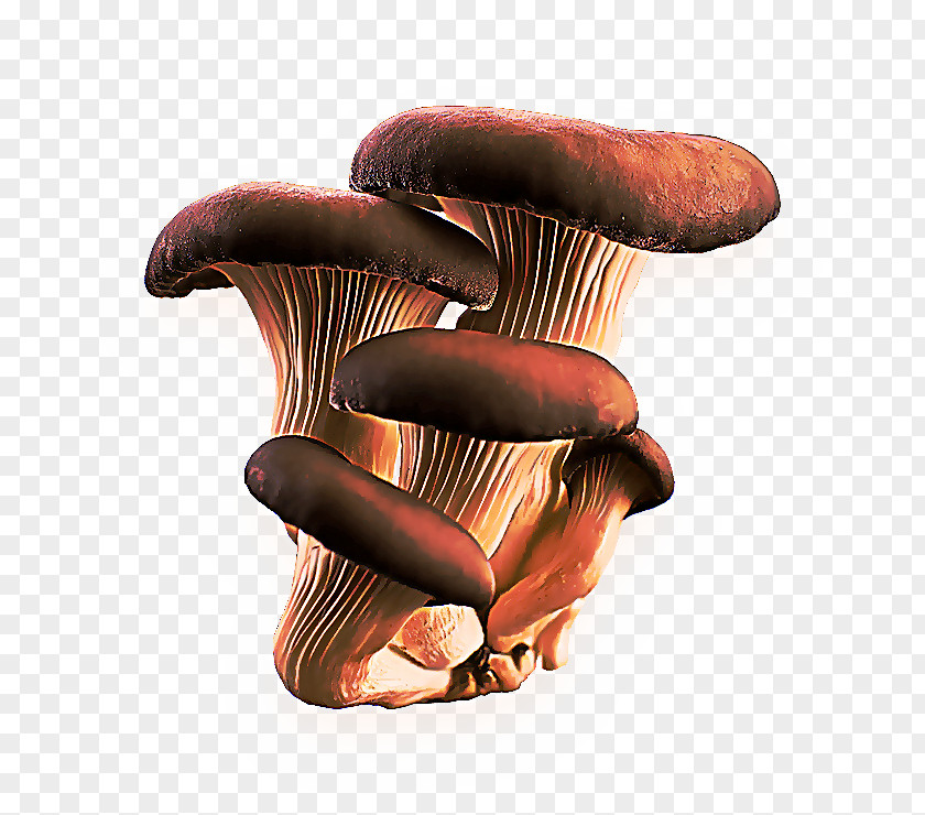 Shiitake Agaric Mushroom Cartoon PNG