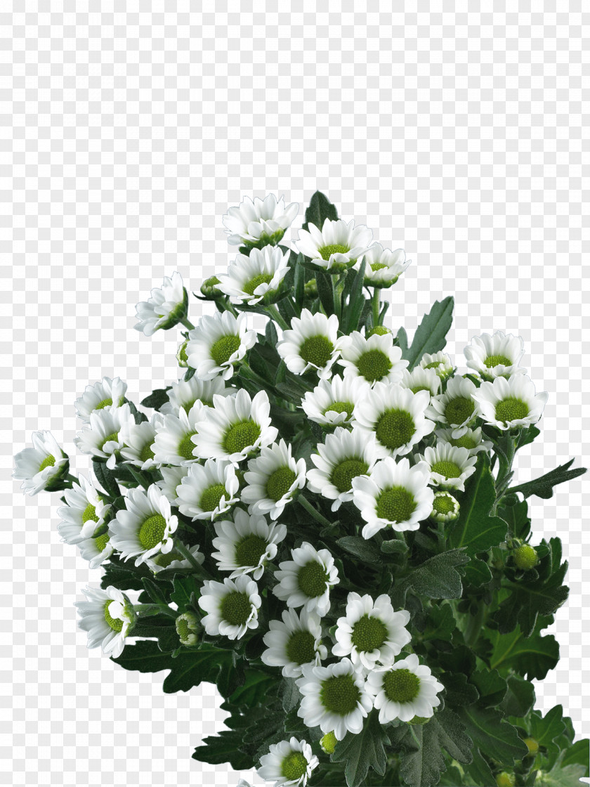White Chrysanthemum Cut Flowers Floral Design Limonium PNG