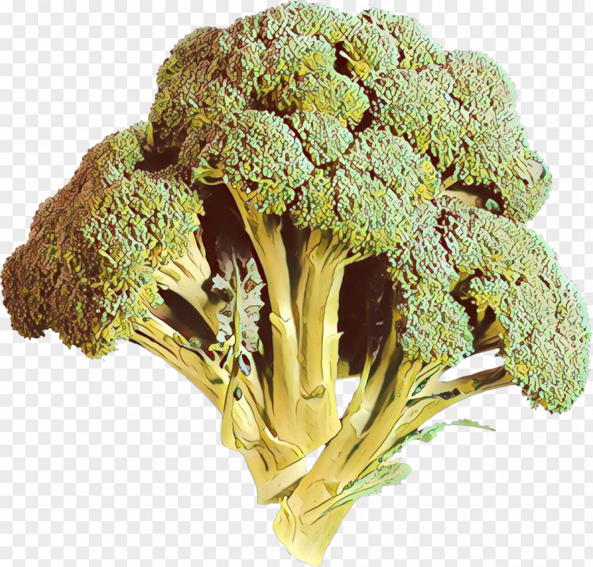 Broccoli Leaf Vegetable Plant Food PNG