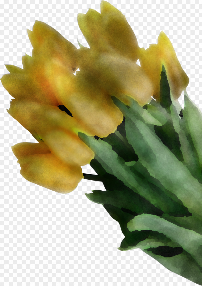Flower Plant Yellow Gladiolus PNG
