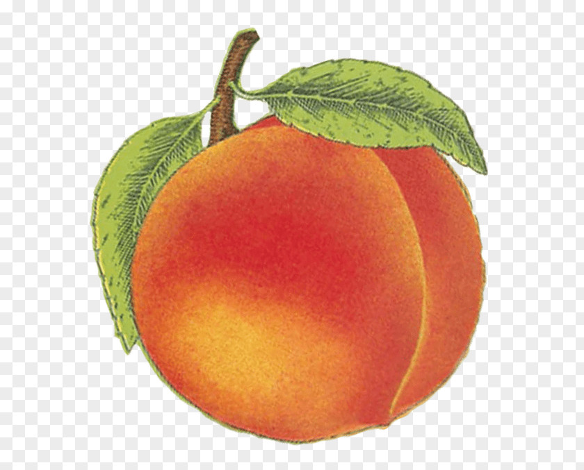 Peach Drink Blood Orange Food Vegetarian Cuisine Wine PNG