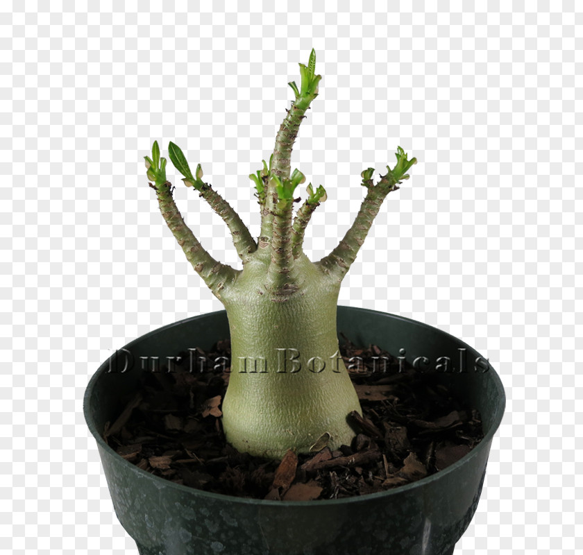 Plant Adenium Arabicum Obesum Bonsai Houseplant Flowerpot PNG