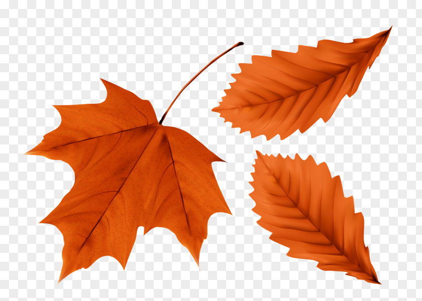 Red Maple Leaf Yellow PNG