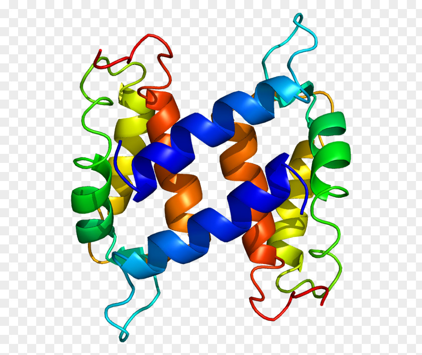 S100A1 S100 Protein S100B Calcium PNG