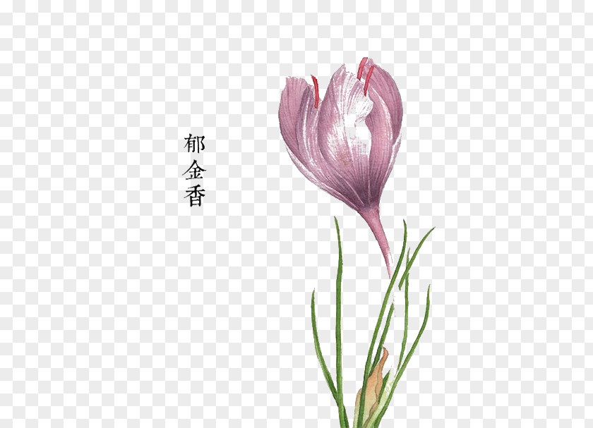 Tulip Pink Flowers Watercolor Painting Floral Design PNG