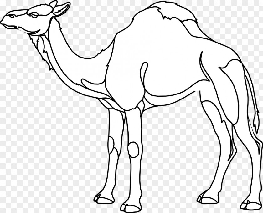 Camel Dromedary Drawing Clip Art Image Coloring Book PNG