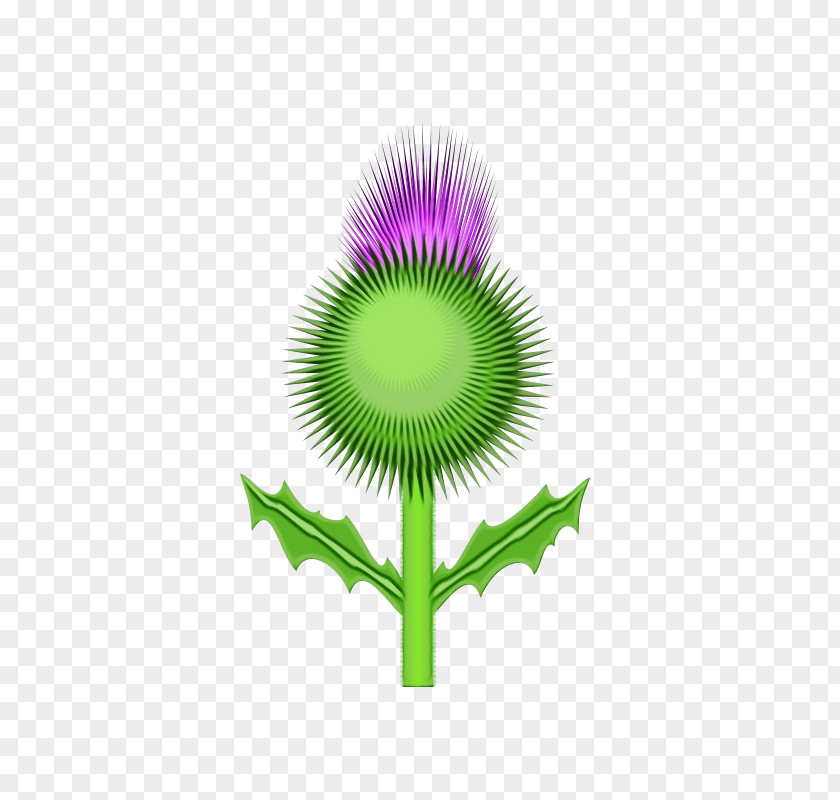 Clip Art Vector Graphics Thistle Free Content PNG