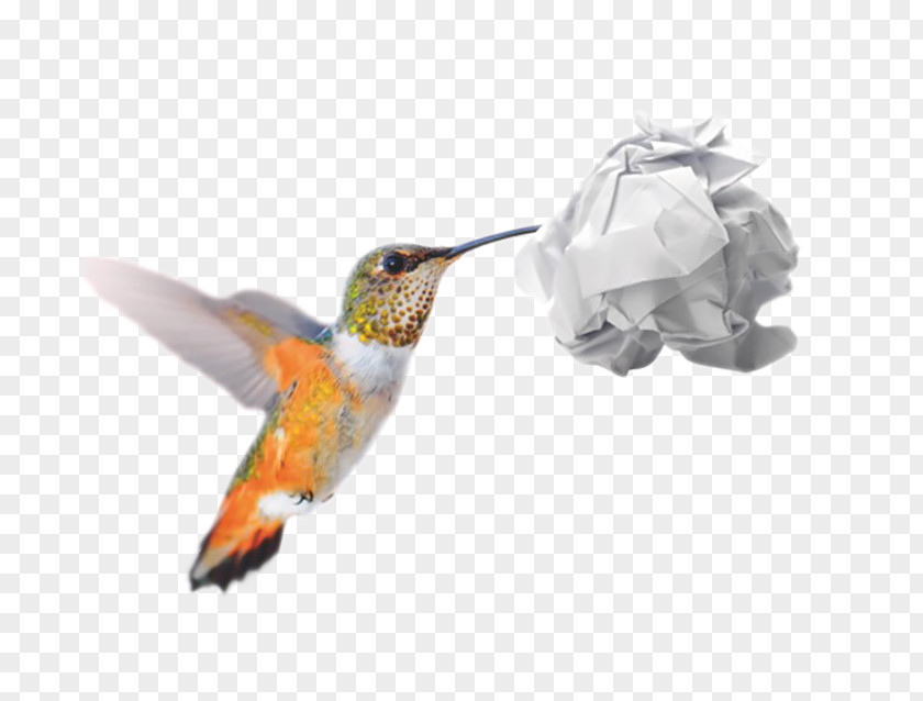 Colibri Hummingbird M Recycling Conflagration Forest Wildfire PNG