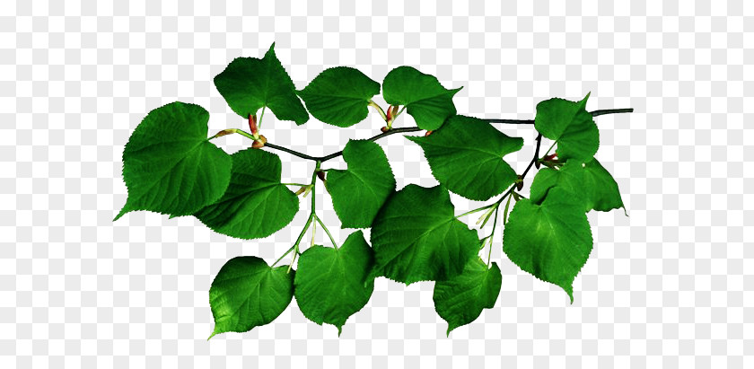 Leaf Tree Branch Plant Stem PNG
