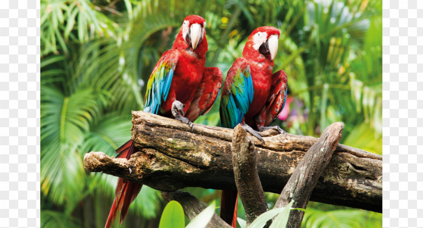 Macaw Parrot Bird Desktop Wallpaper PNG