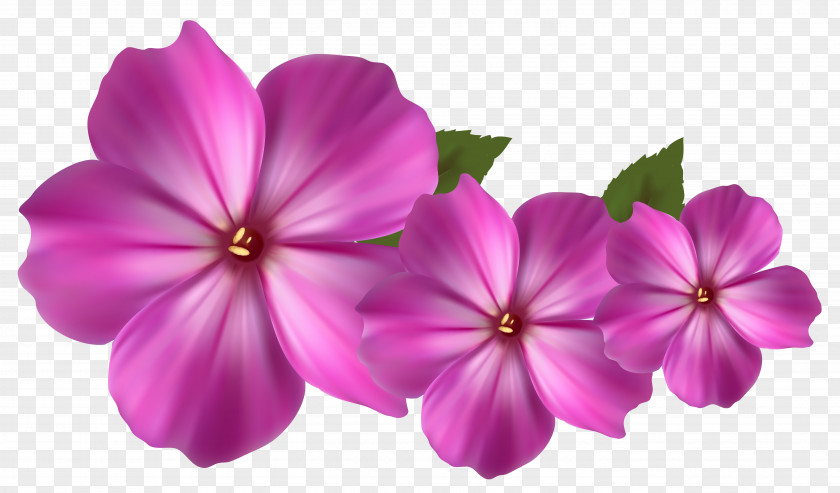 Pink Flower Images Flowers Clip Art PNG