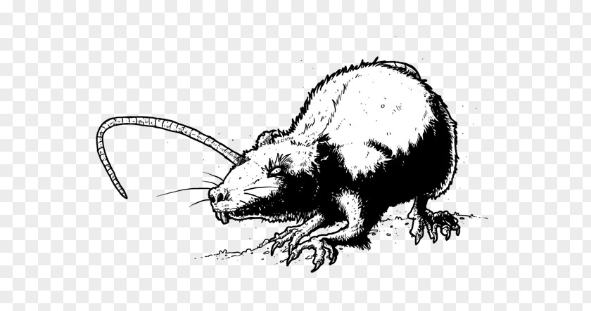 Rat Mouse Whiskers Beaver Cat PNG