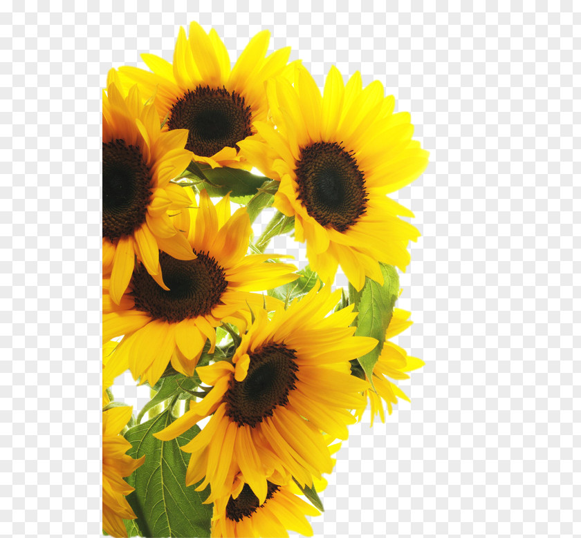 Sunflower Common Photography Clip Art PNG