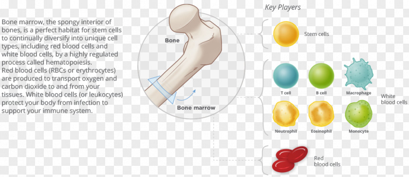 Bone Marrow Technology Brand PNG