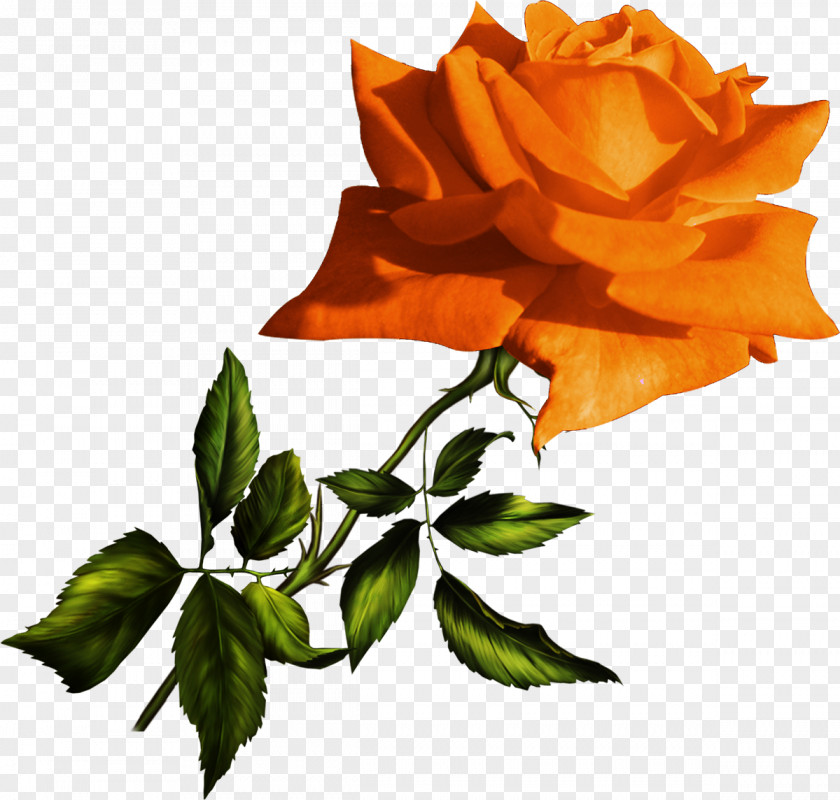 Yellow Rose Garden Roses Flower Clip Art PNG