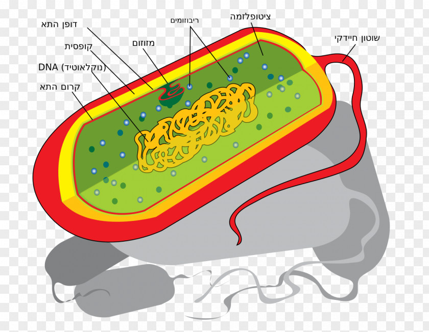 Cell Prokaryote Nucleus Bacteria Ribosome PNG