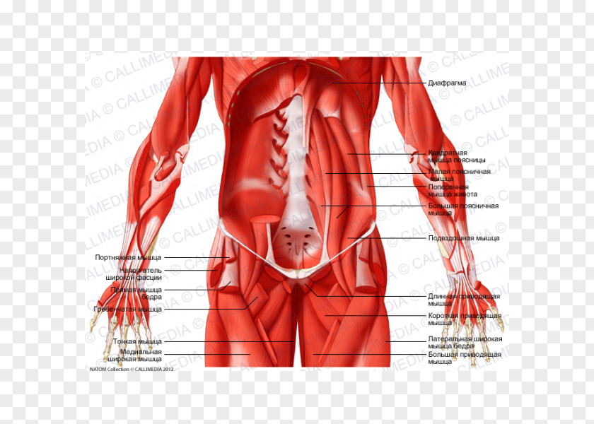 Hip Abdomen Inguinal Canal Muscle Nerve PNG