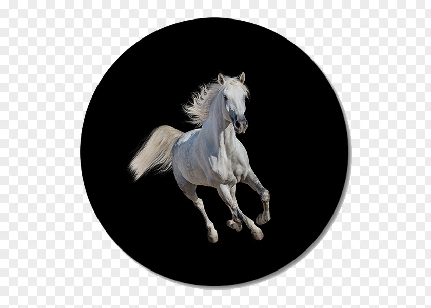 Mustang Arabian Horse Andalusian Gallop Stallion PNG