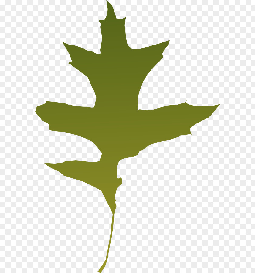Picture Of Oak Leaves Autumn Leaf Color Clip Art PNG
