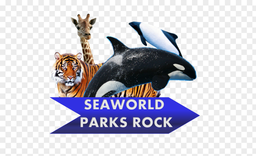 Seaworld Marine Mammal Carnivora Brand PNG