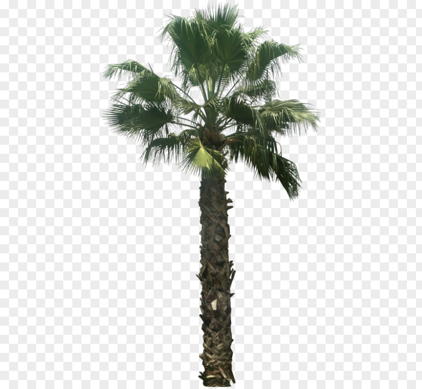 Tree Asian Palmyra Palm Arecaceae Washingtonia Filifera Attalea Speciosa PNG