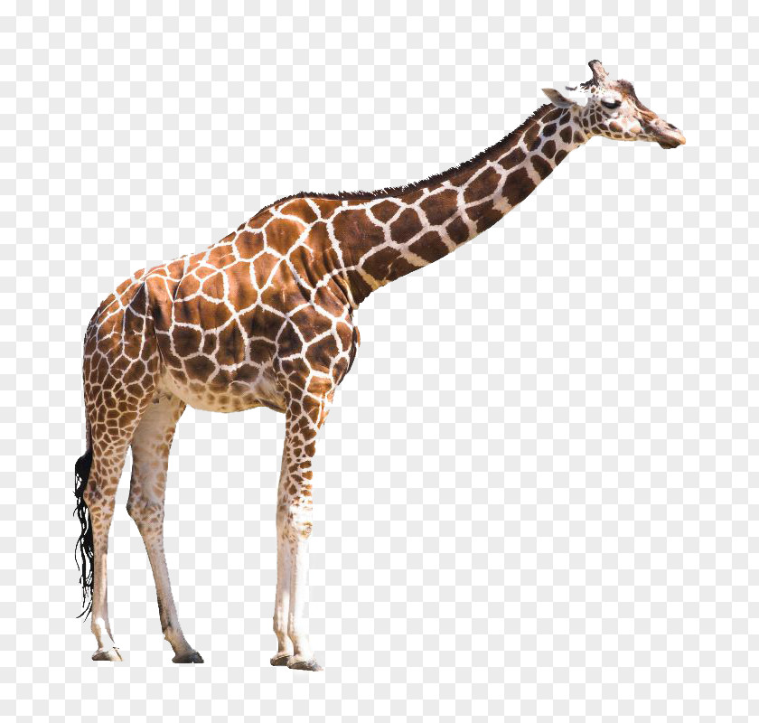 Book Animal Board Stock Photography Masai Giraffe PNG