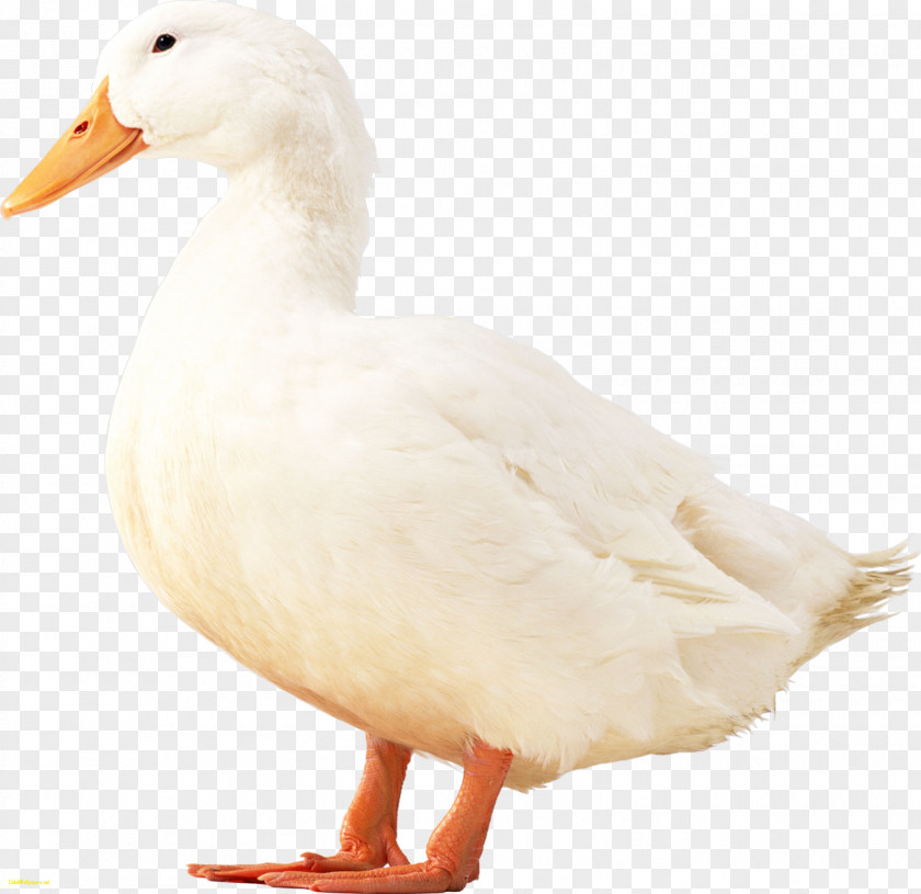 Duck American Pekin Peking Bird Anser PNG