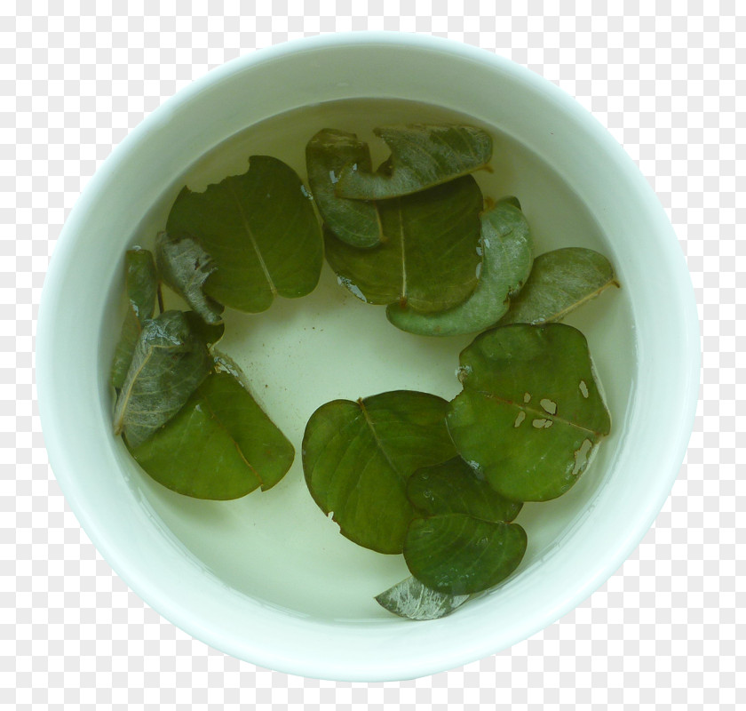 Loosestrife Tea PNG