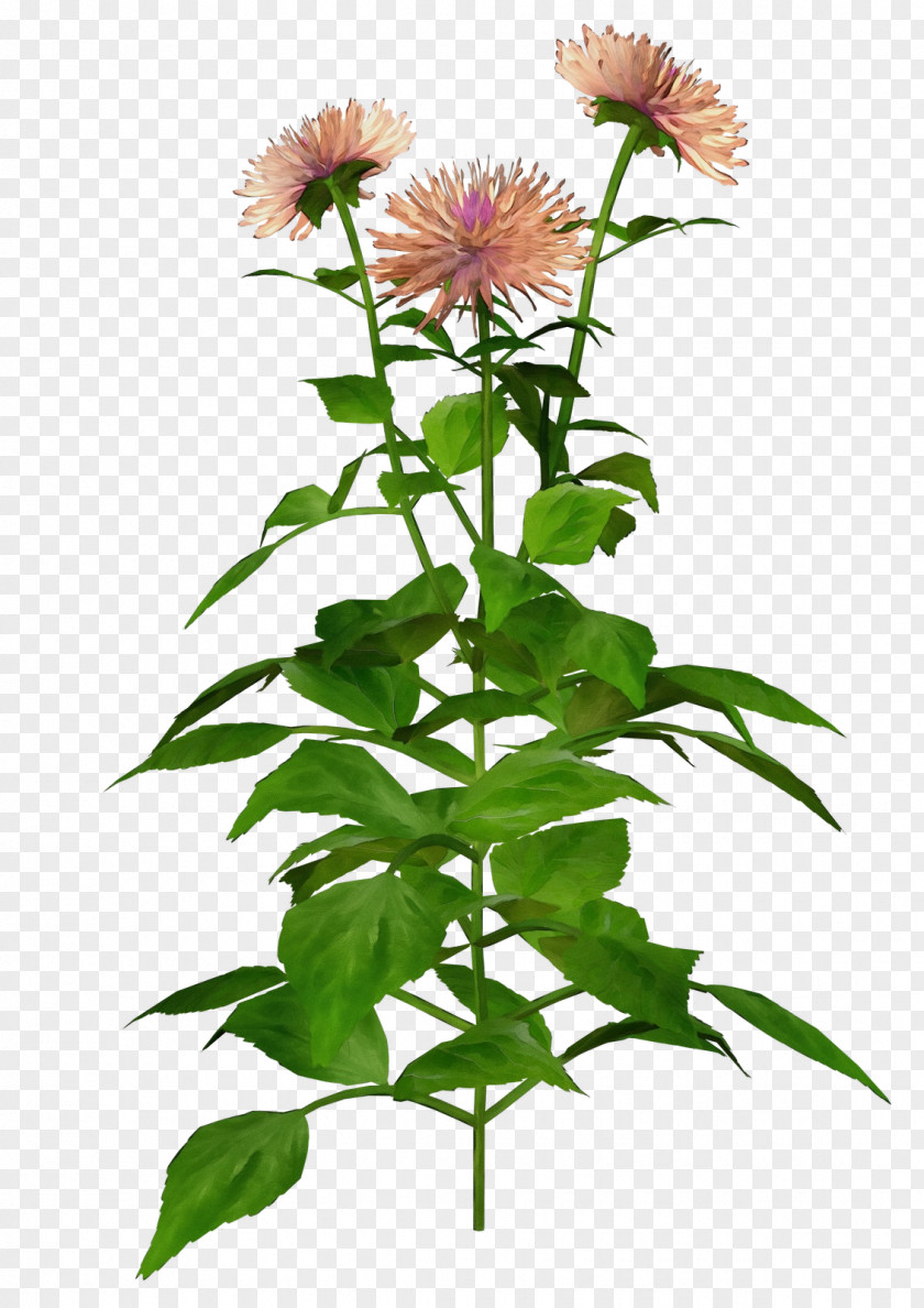 Perennial Plant China Aster Flower Distaff Thistles Stem PNG