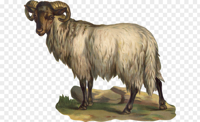 Sheep Barbary Argali Feral Goat PNG