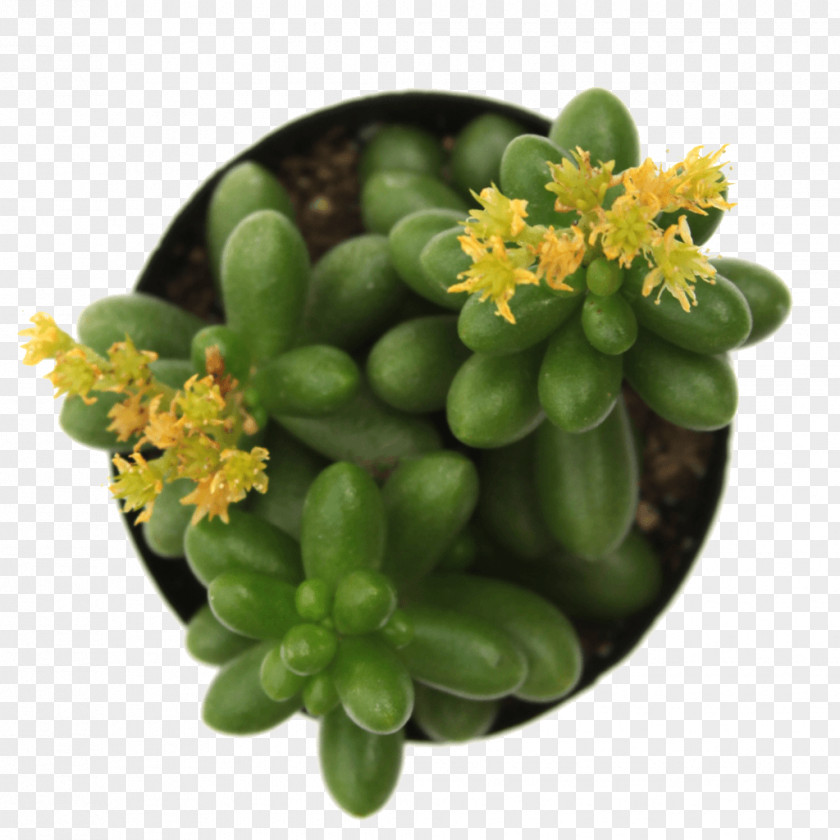 Suculent Sedum Rubrotinctum Succulent Plant Echeveria Houseplant PNG
