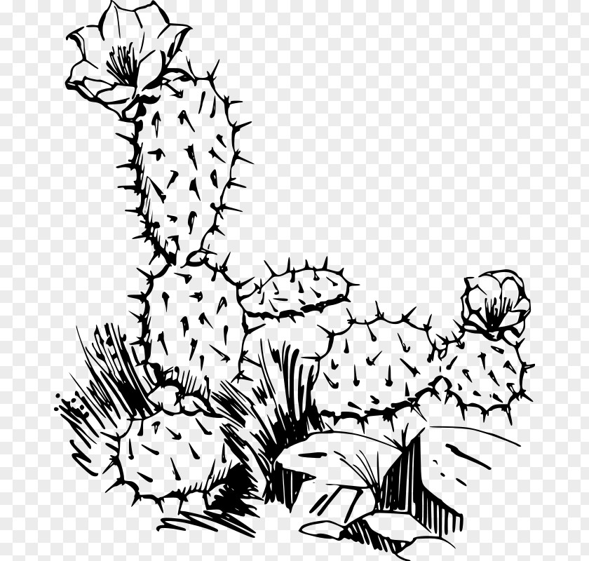Black Cactus Cactaceae Saguaro Drawing Clip Art PNG