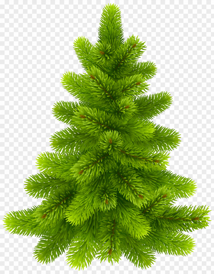 Fir-tree Christmas Tree Pine PNG