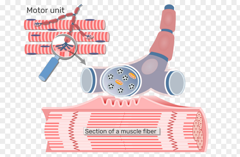Neuromuscular Junction Motor Neuron Axon Skeletal Muscle Unit PNG