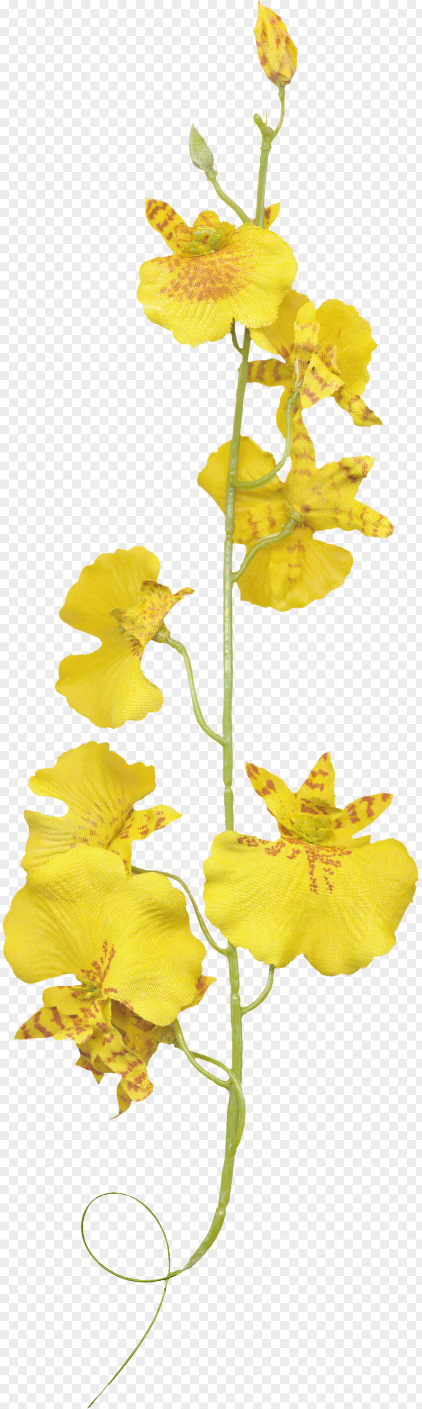 Orchids Flower Plant PNG