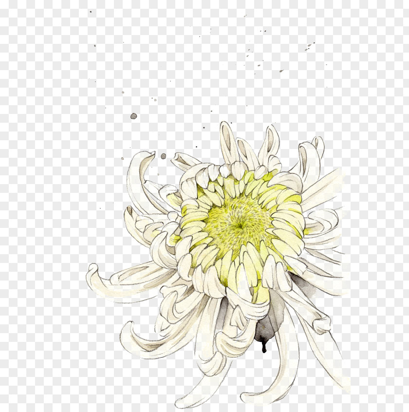 Chrysanthemum Flower Floral Design Illustration PNG