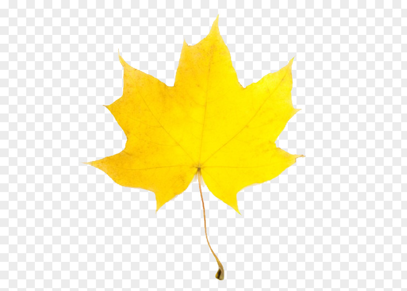 Fall Leaves Clipart Leaf Yellow Maple Autumn Clip Art PNG