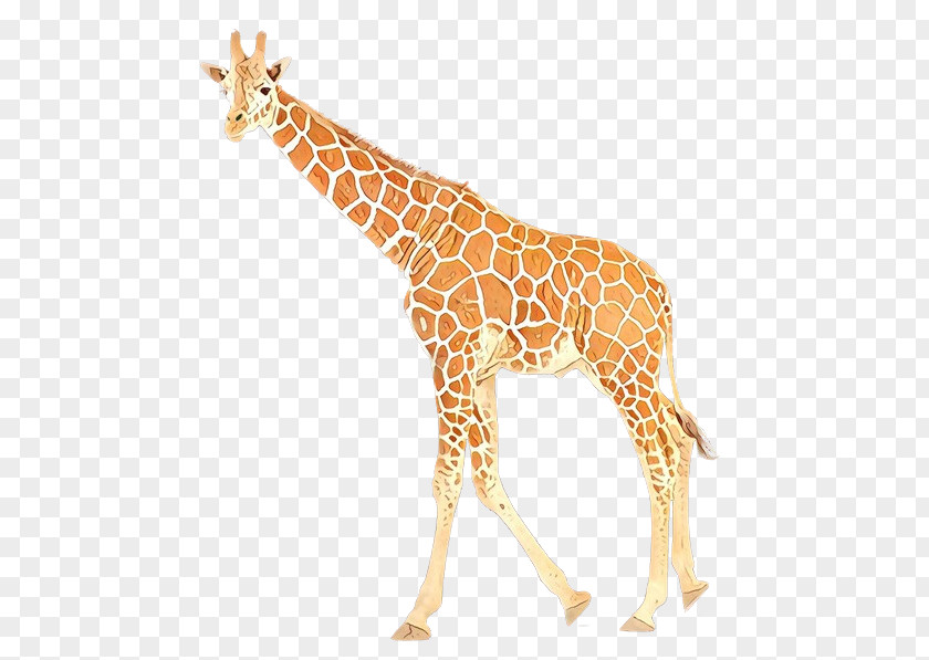 Giraffe Giraffidae Animal Figure Wildlife Fawn PNG