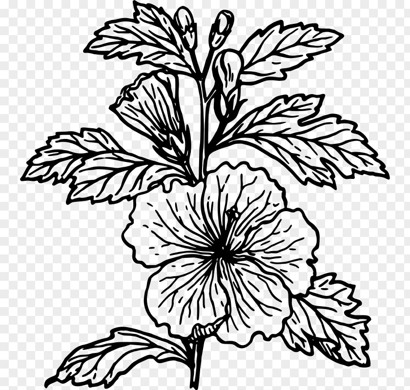 Hibiscus Drawing Flower Clip Art PNG
