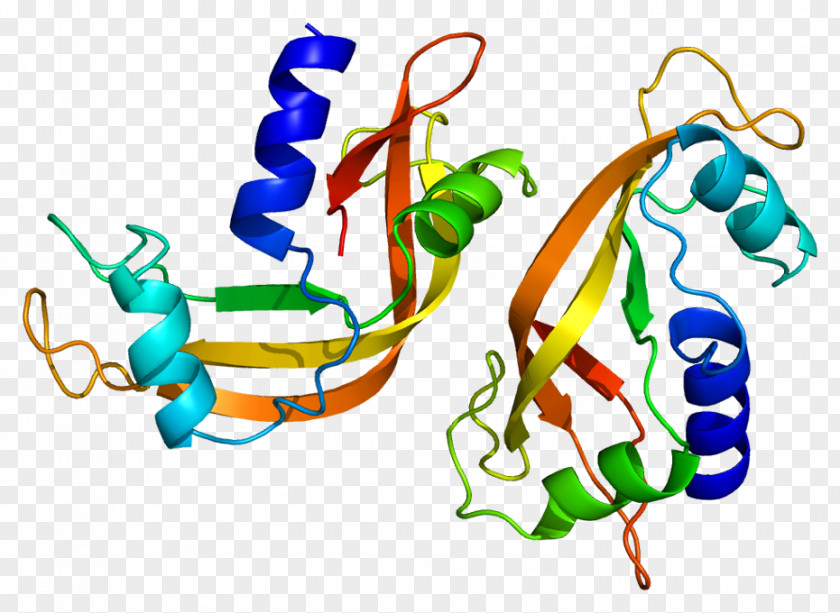 Protein Bovine Pancreatic Ribonuclease 4 Endoribonuclease PNG