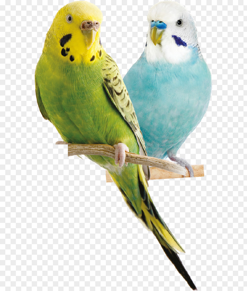 Turkey Bird Budgerigar Parrot Parakeet Cockatiel PNG