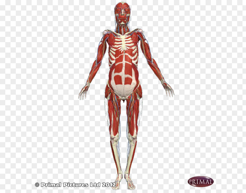 Arm Shoulder Intercostal Muscle Subscapularis PNG