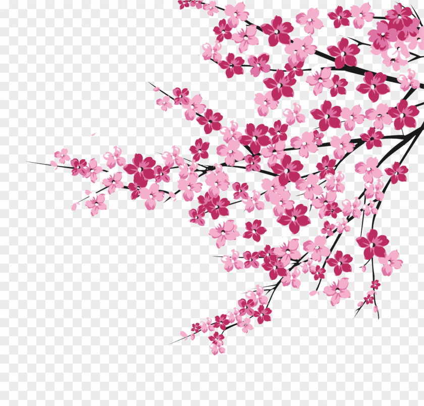Cherry Blossoms Blossom Pink PNG