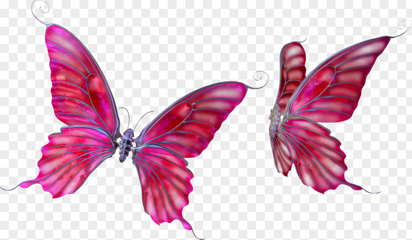 Fly Butterfly Photography Drawing Clip Art PNG