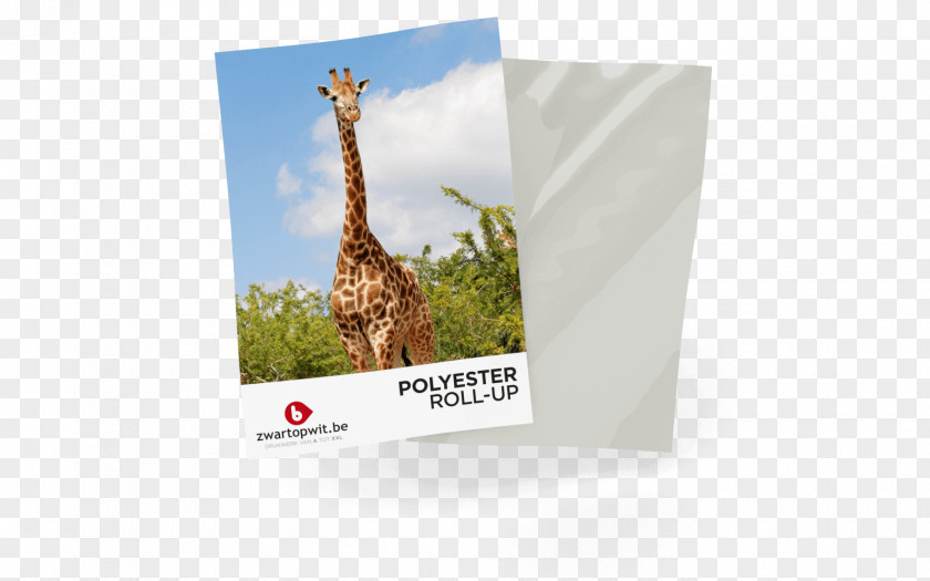 Rollup Banner ZwartOpWit.be | Print & Printing Giraffe Compact Cassette Web Black PNG